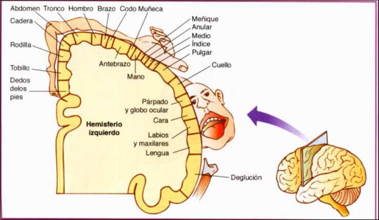 Representación icónica
esquemática de la distribución somatosensorial o
motora de la corteza cerebral, Homúnculo de Penfield
