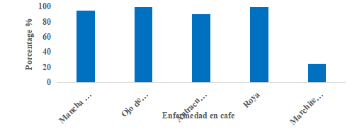 Principales enfermedades en plantaciones de caf&eacute; de Boaco.