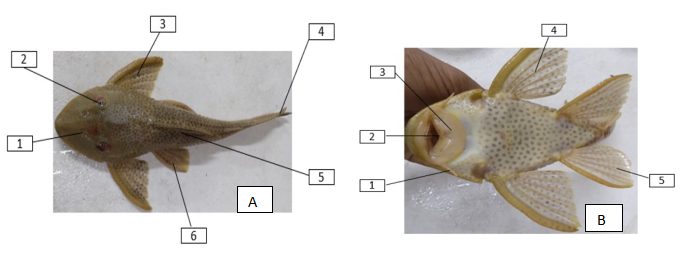 Vista dorsal-A y ventral B de la anatomía externa de los ejemplares capturados